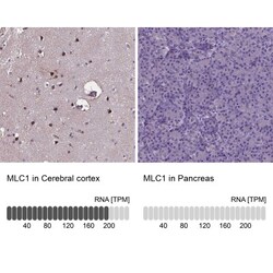 MLC1 Antibody, Novus Biologicals:Antibodies:Primary Antibodies